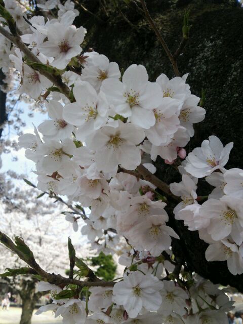 sakura.jpg