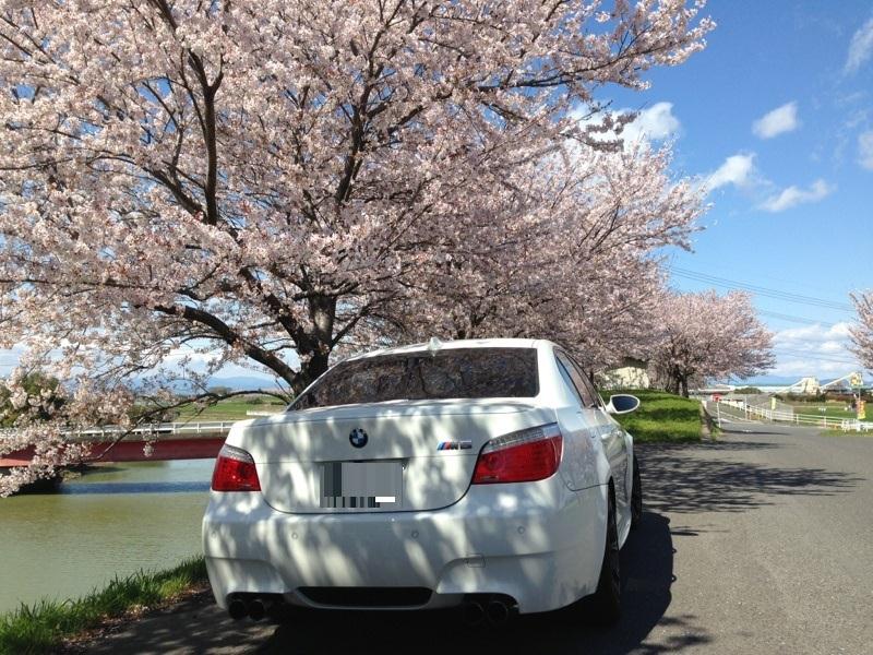 M5sakura.jpg