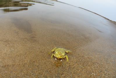 Ｖｅｒｔｉｃａｌ＿Ｆｒｏｇ.jpg