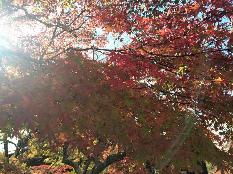 紅葉２.jpg