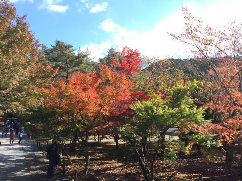 紅葉.jpg
