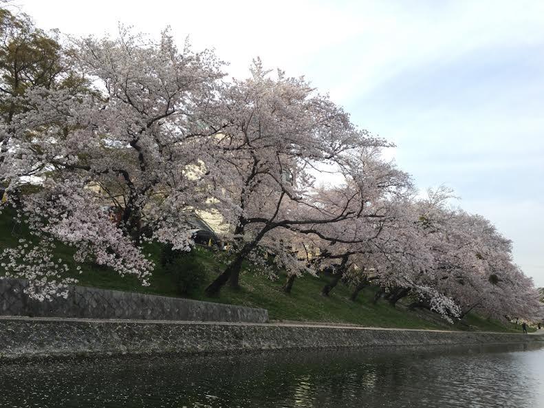sakura.png