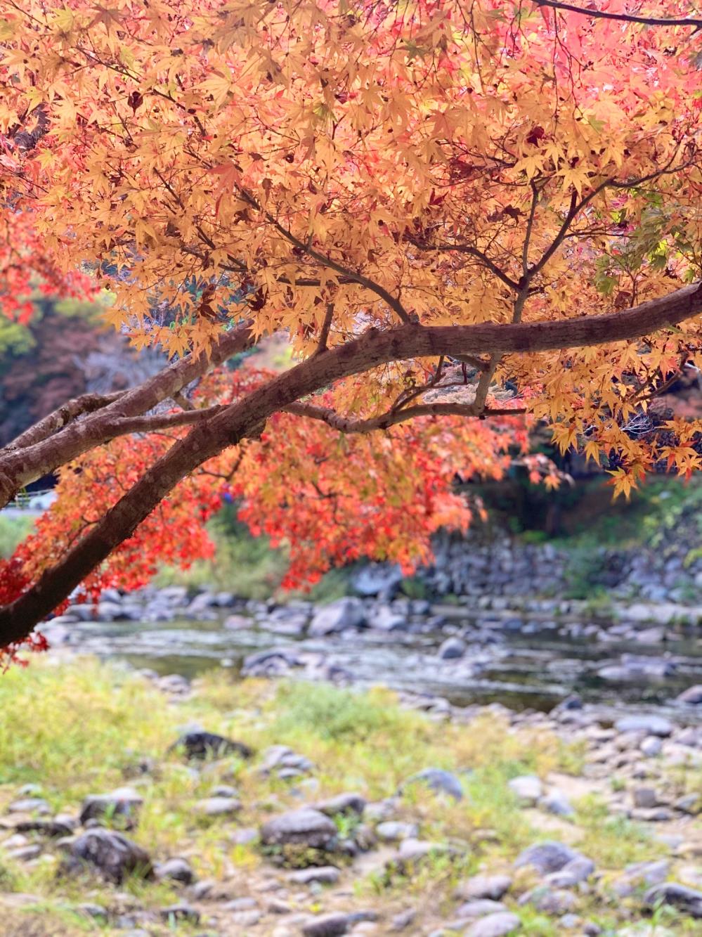 a香嵐渓.jpg