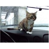 ダッシュボードに爪たてないでね〜