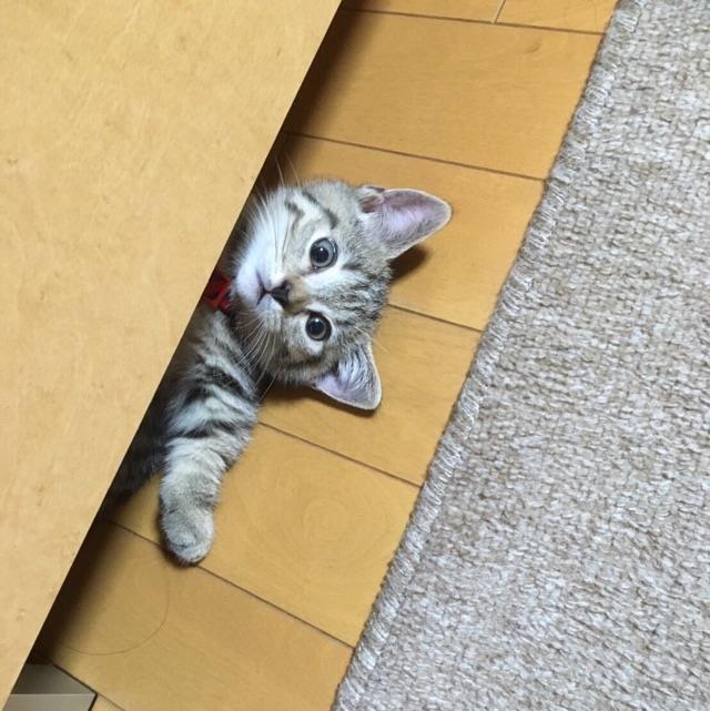 ねこちゃん.jpg