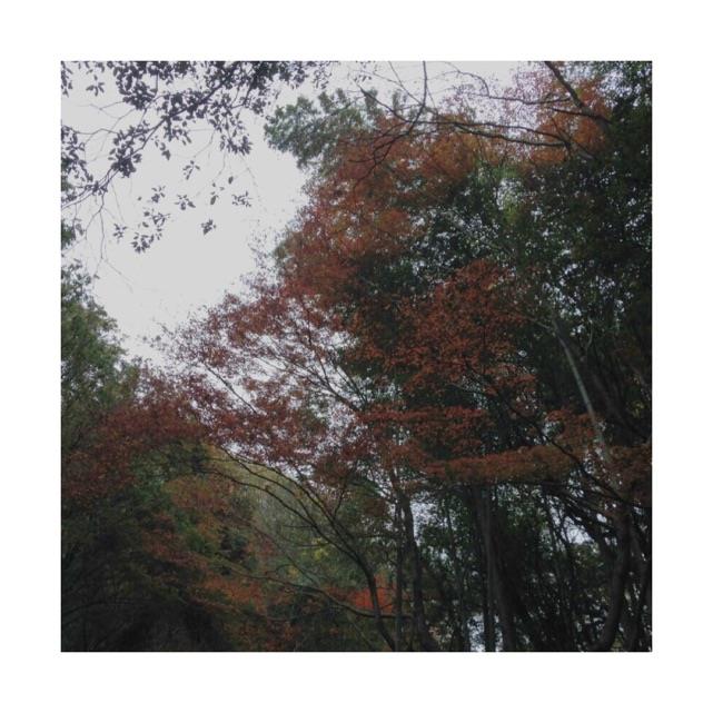 紅葉.jpg