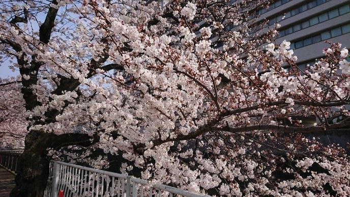 桜.jpg