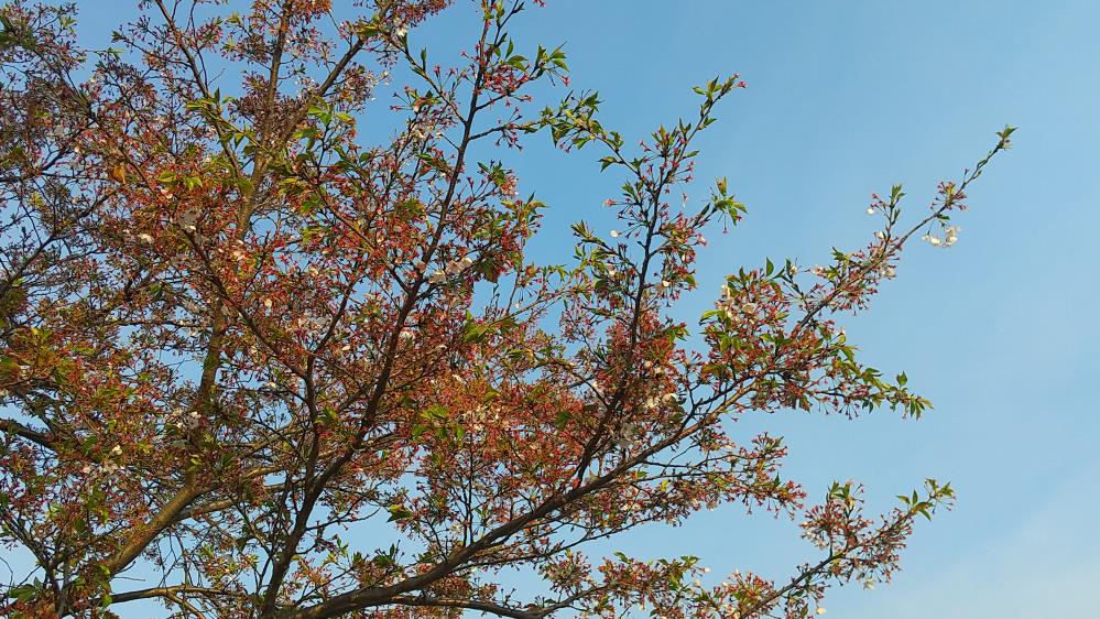 DSC_0087.jpg