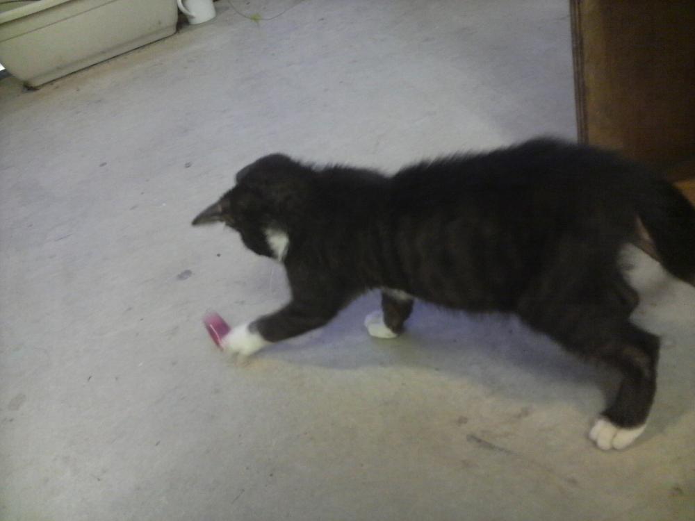 ねこ