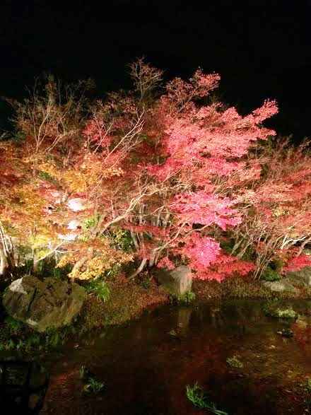 紅葉-2-thumb-448x597-140305.jpg