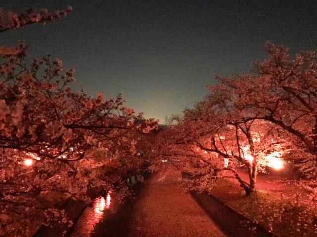 ima2sakura-2.jpeg