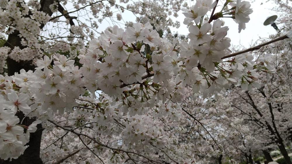 桜-1536x864.jpg