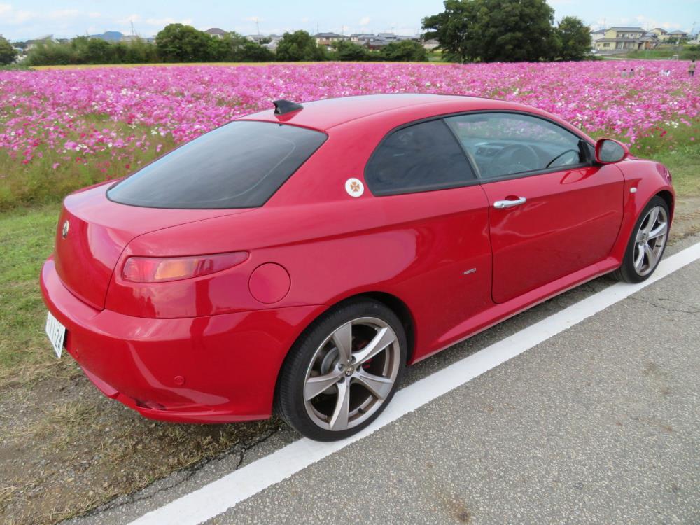 コスモス畑とＧＴ