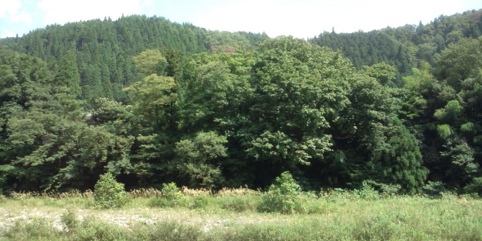 おもだか.jpg
